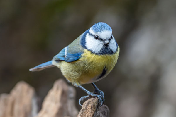 Blaumeise