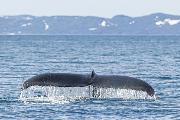 Buckelwal vor Nuuk