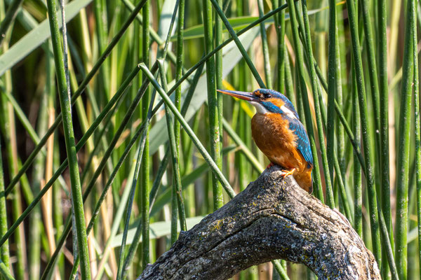 Eisvogel
