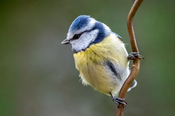 Blaumeise