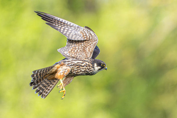Baumfalke