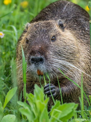 Nutria