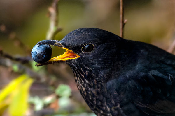 Amsel