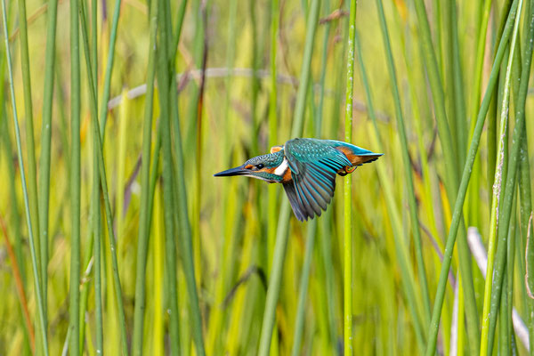 Eisvogel