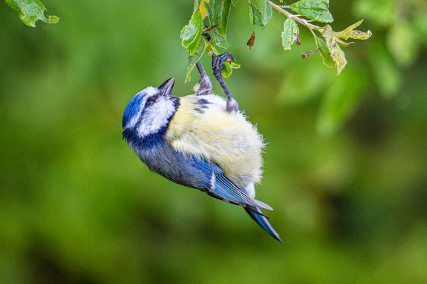 Blaumeise