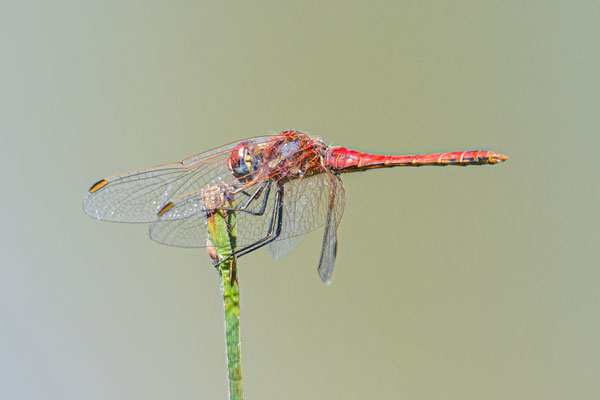 Libelle