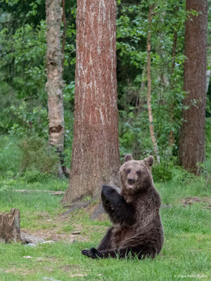 Braunbär