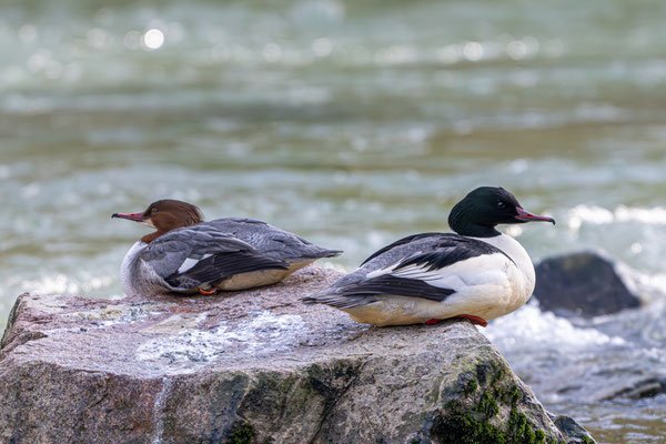 Gänsesäger