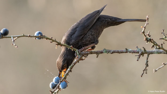 Amsel