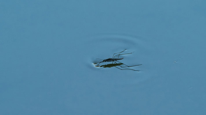 Wasserläufer