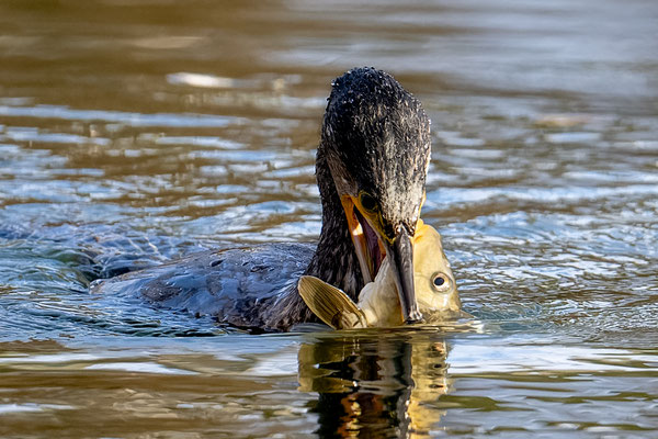 Kormoran und Karpfen