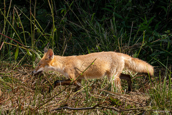 Fuchs