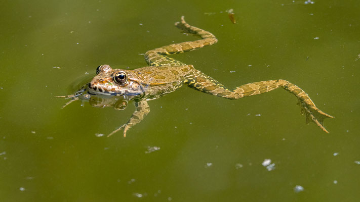 Frosch