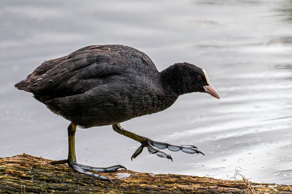 Blässhuhn