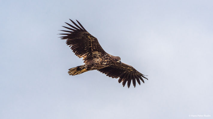 Seeadler