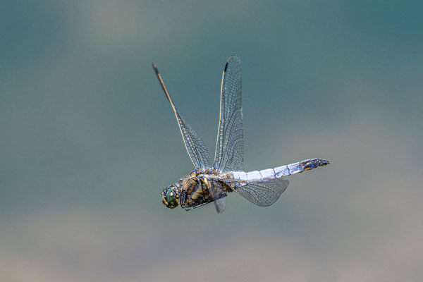 Libelle im Flug