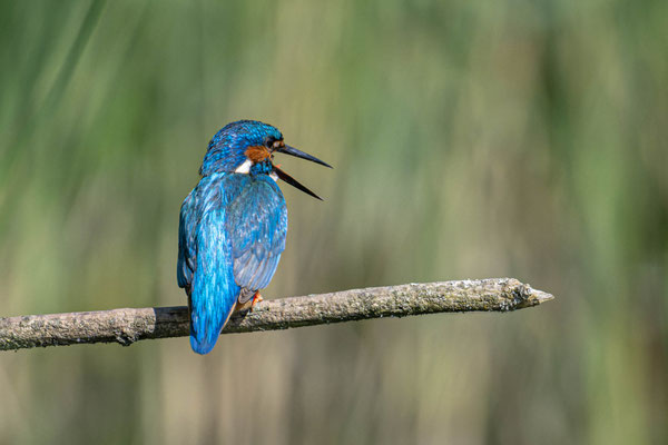 Eisvogel