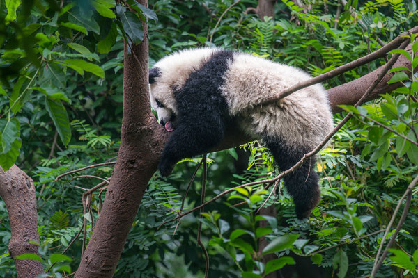 Chengdu, Panda