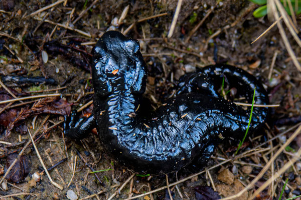 Alpensalamander