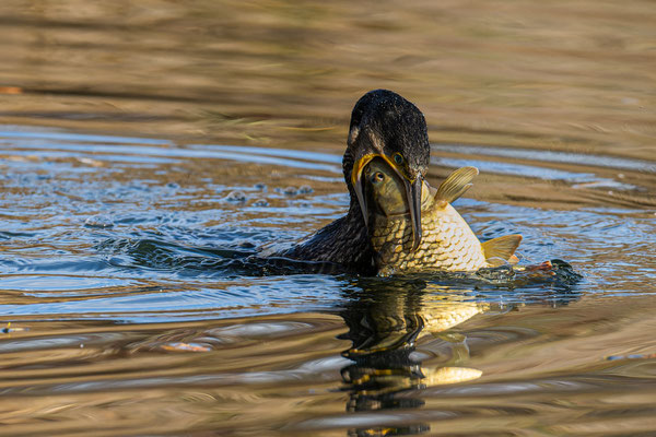 Kormoran und Karpfen