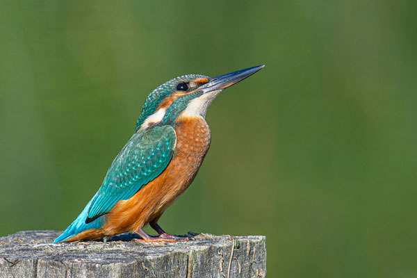 Eisvogel