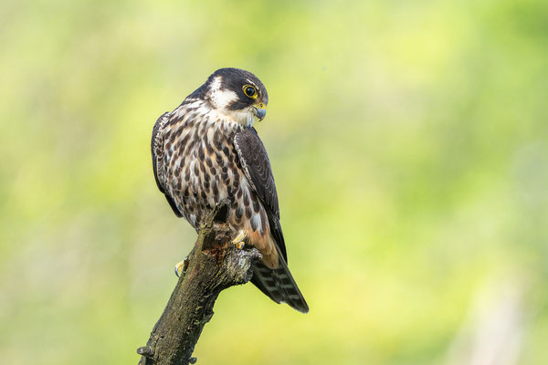 Baumfalke
