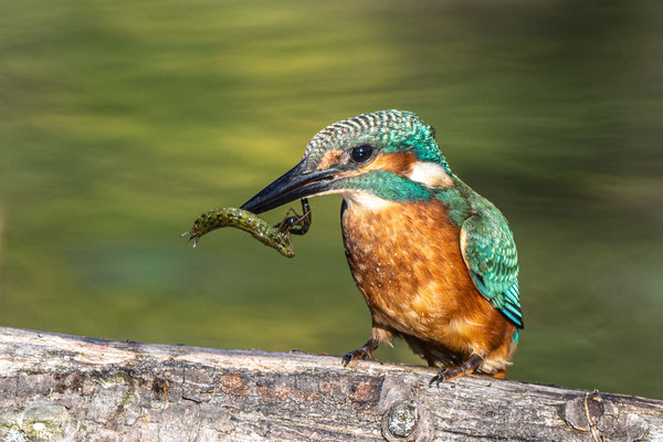 Eisvogel