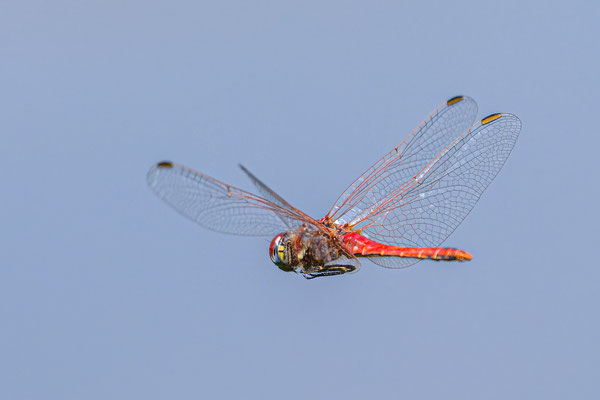 Libelle im Flug