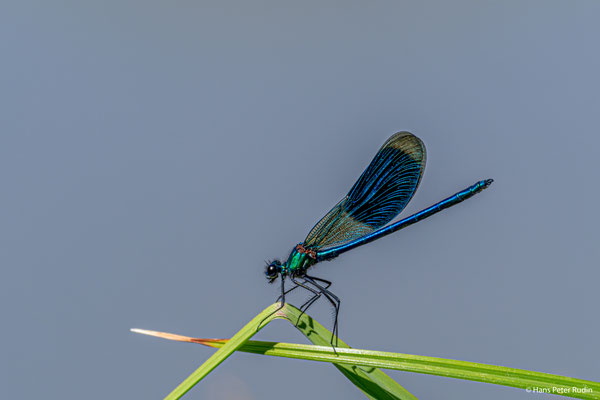 Prachtlibelle