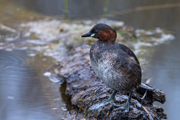 Zwergtaucher