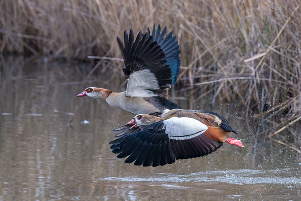 Nilgänse