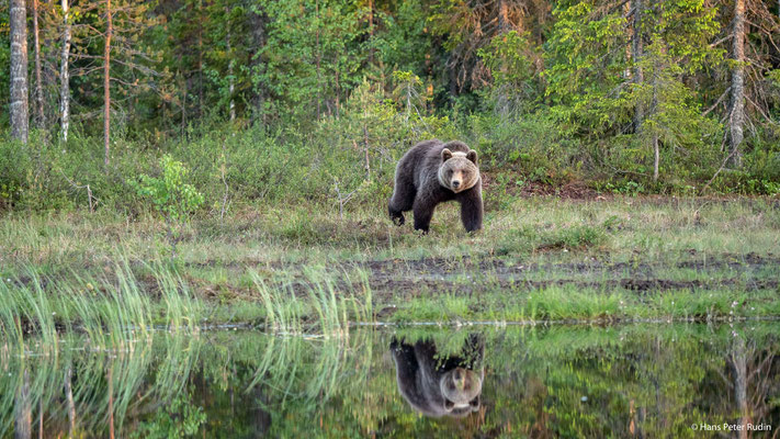 Braunbär am See