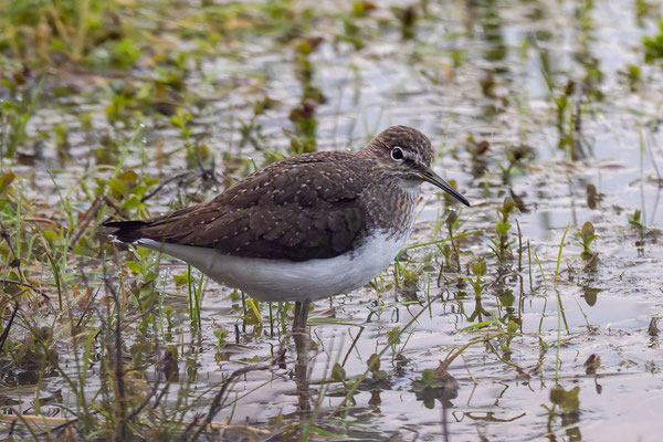 Waldwasserläufer