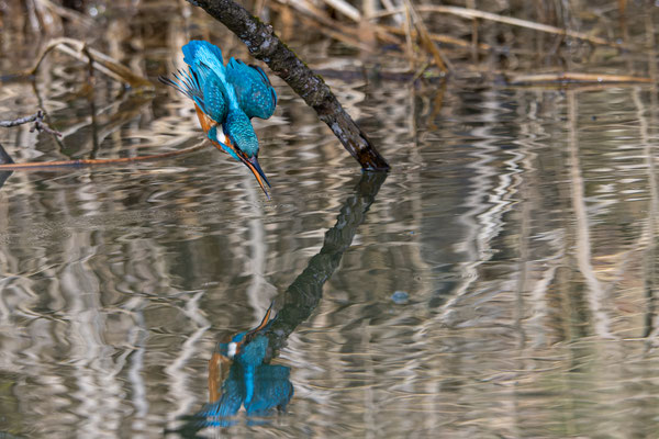 Eisvogel