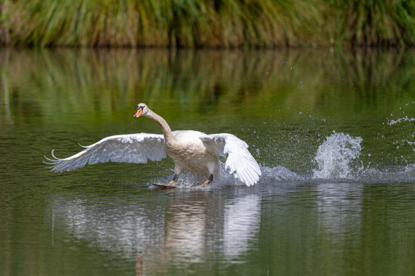 Höckerschwan