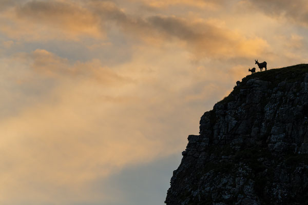 Gämsen auf dem Niederhorn