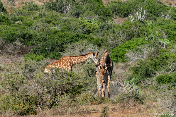 Neugeborene Giraffe mit Mutter und Tante