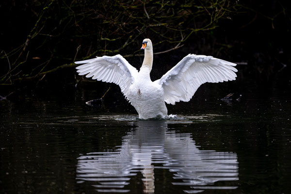 Höckerschwan