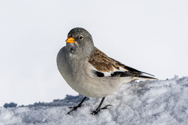 Schneesperling