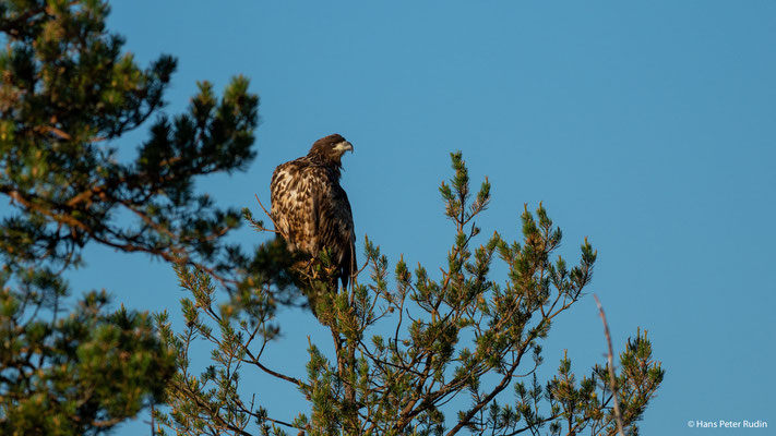 Seeadler