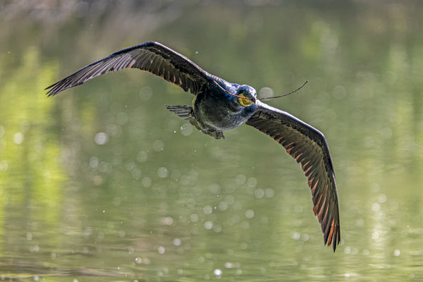 Kormoran