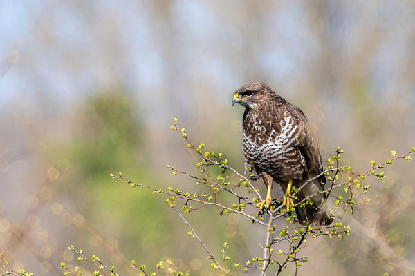 Mäusebussard