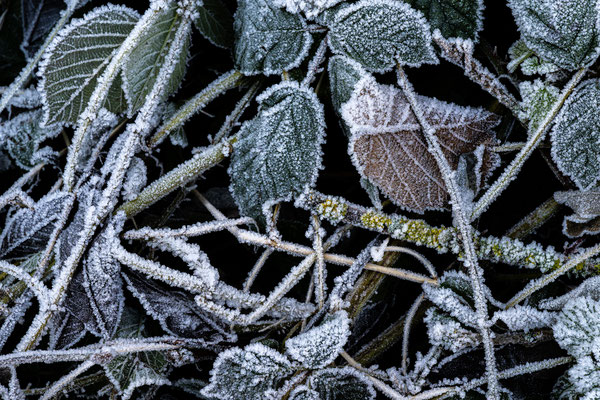 Frost