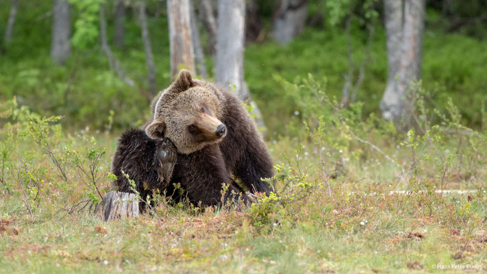 Braunbär