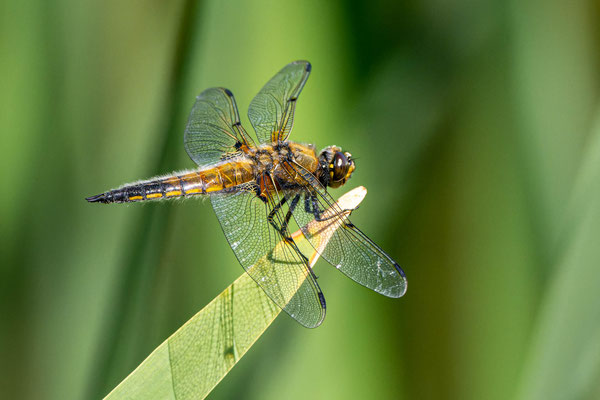 Vierfleck, Libelle