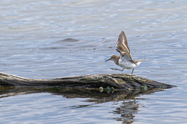 Flussuferläufer