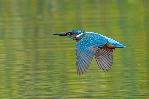 Eisvogel