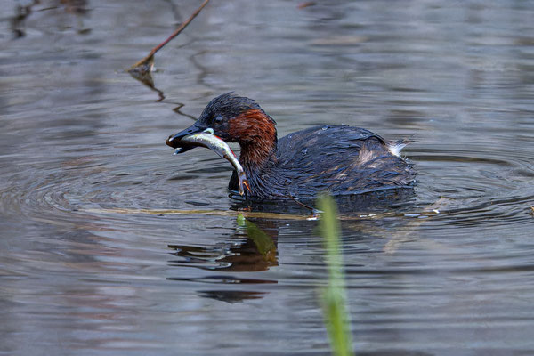 Zwergtaucher