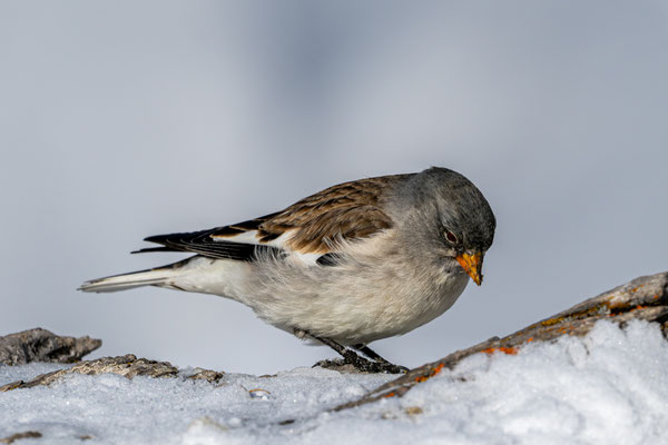 Schneesperling