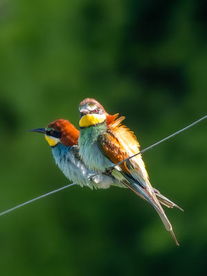 Bienenfresser